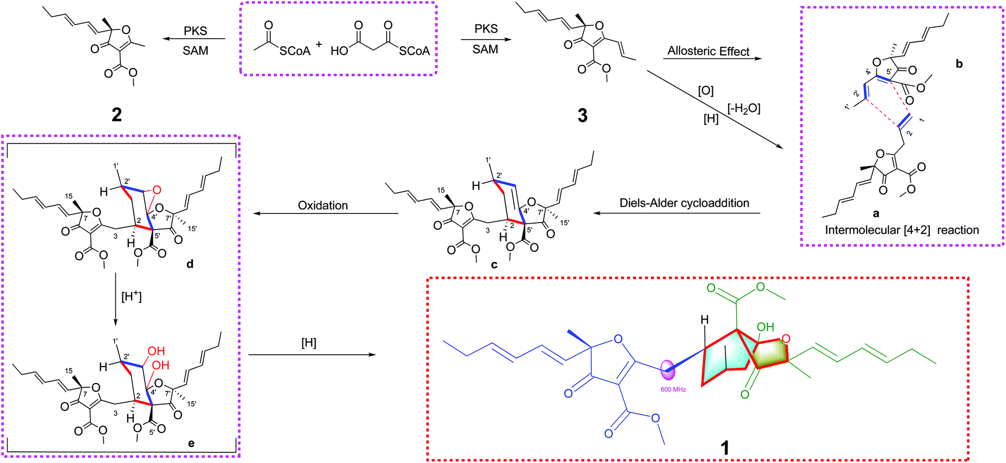 Asperosin A, a [4 + 2] Diels–Alder cycloaddition polyketide dimer 