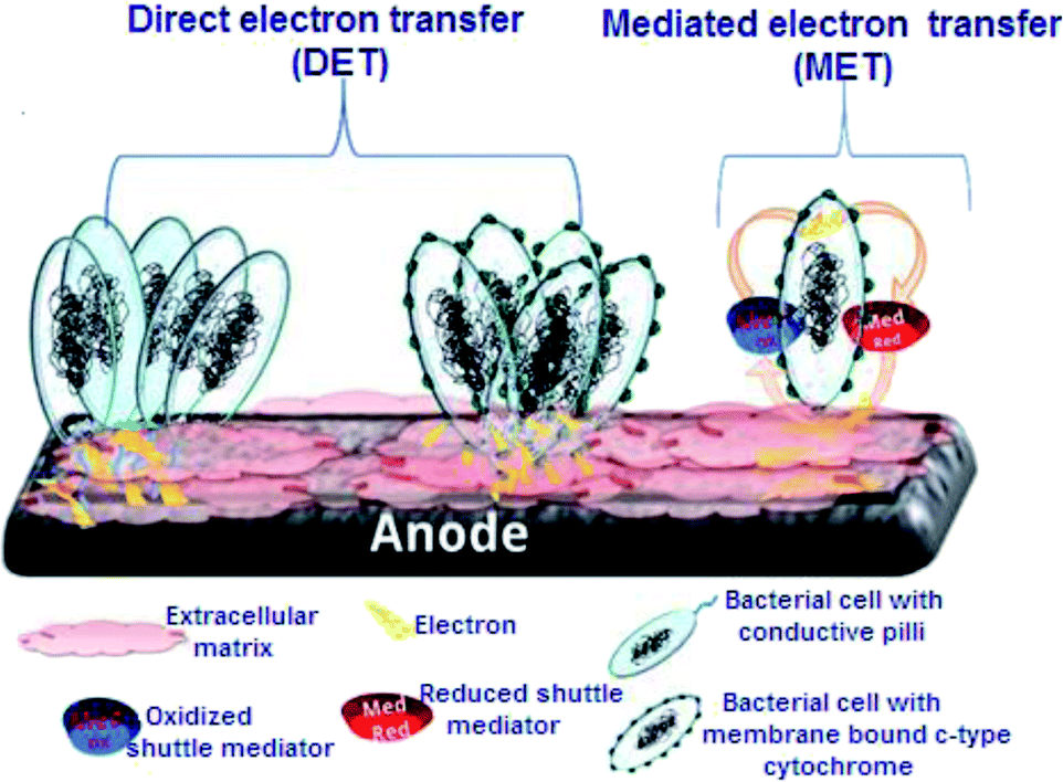 MEEP - Microbial/Enzymatic Electrochemistry Platform: 2025 : European Fuel  Cell Forum