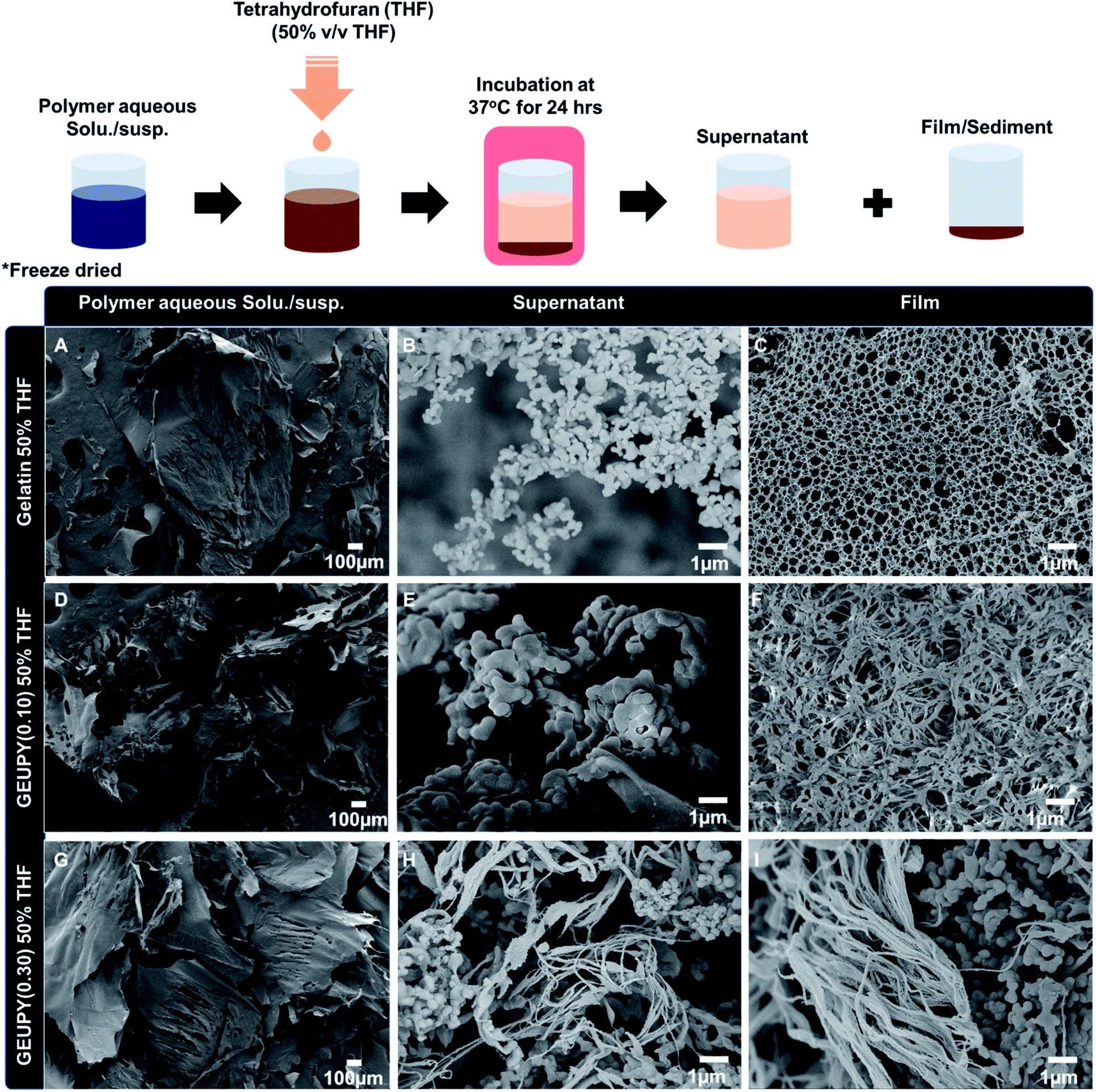 Scheme for development of gelatin and PLA films, PLA/Gelatin/PLA