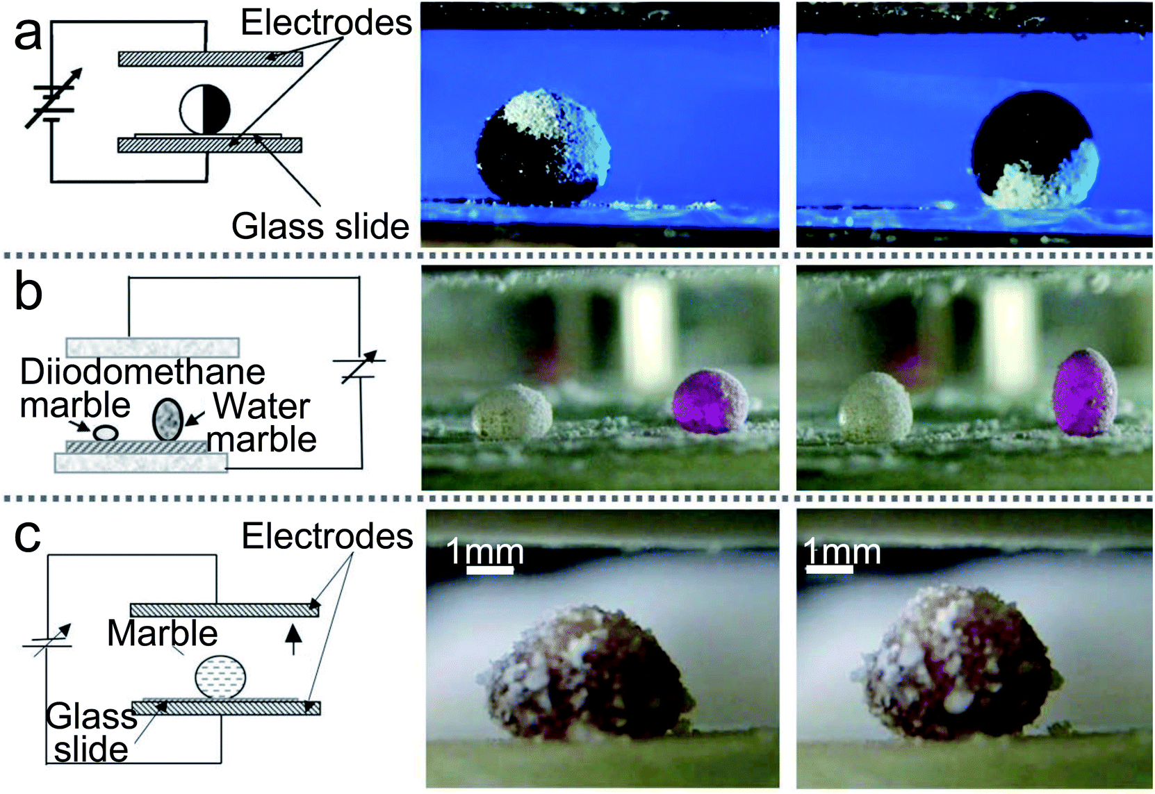 Magnetic liquid marble characteristics: a Magnetic liquid marble on