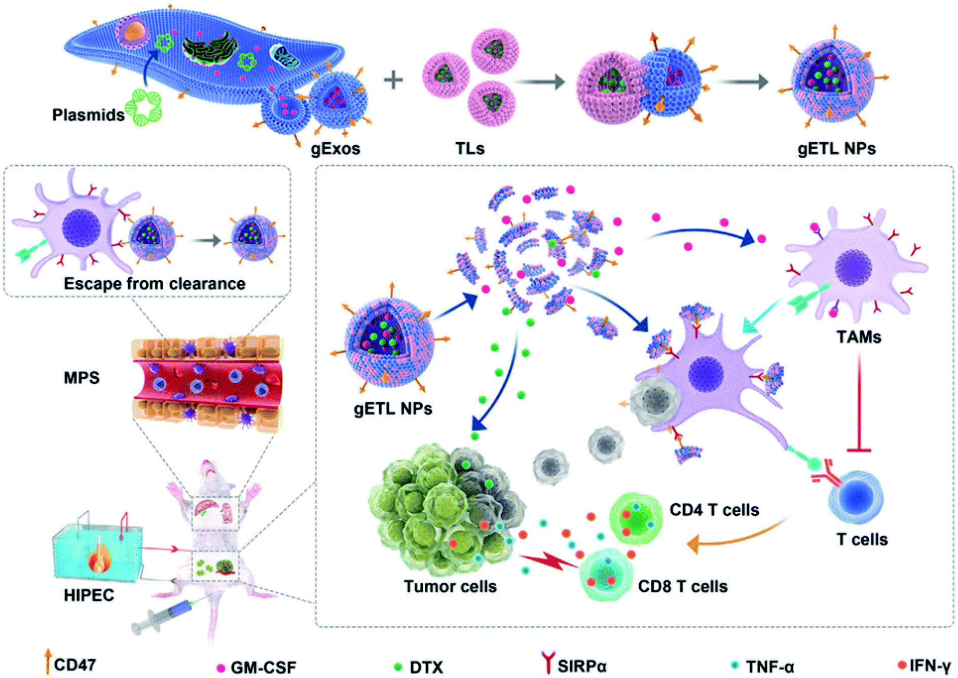 Exosome-based drug delivery systems and their therapeutic