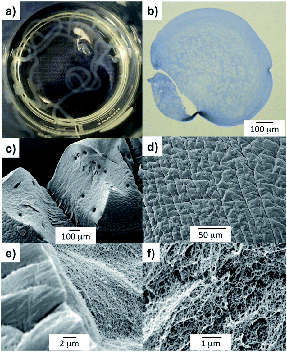 Self-assembled gel tubes, filaments and 3D-printing with in situ 