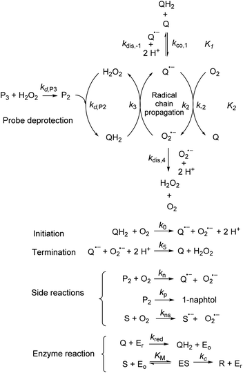 Base-Catalyzed Aryl-B(OH)2 Protodeboronation Revisited: From