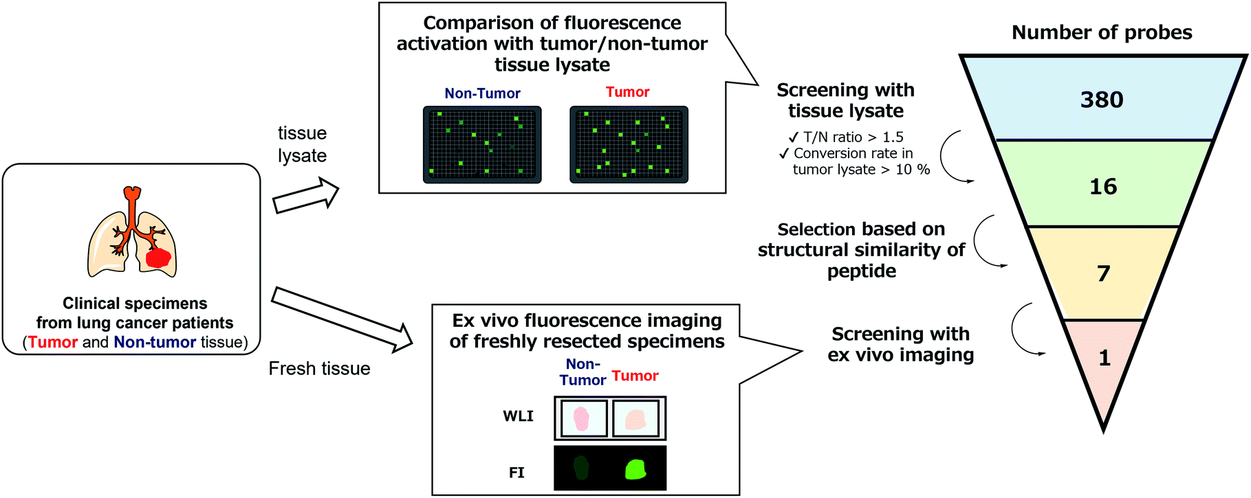 Development of a fluorescent probe library enabling efficient screening of  tumour-imaging probes based on discovery of biomarker enzymatic activities  ... - Chemical Science (RSC Publishing) DOI:10.1039/D1SC06889J