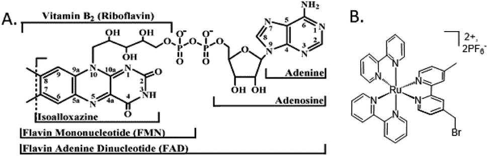 Biohybrid photosynthetic charge accumulation detected by flavin semiquinone  formation in ferredoxin-NADP + reductase - Chemical Science (RSC  Publishing) DOI:10.1039/D2SC01546C
