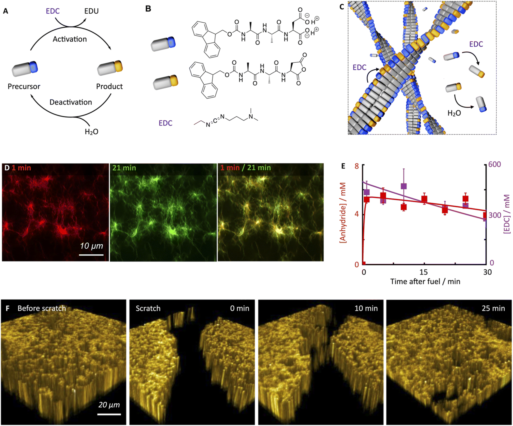 Reaction kinetics for the reaction of 1e/c with NMM (A) HPLC stack