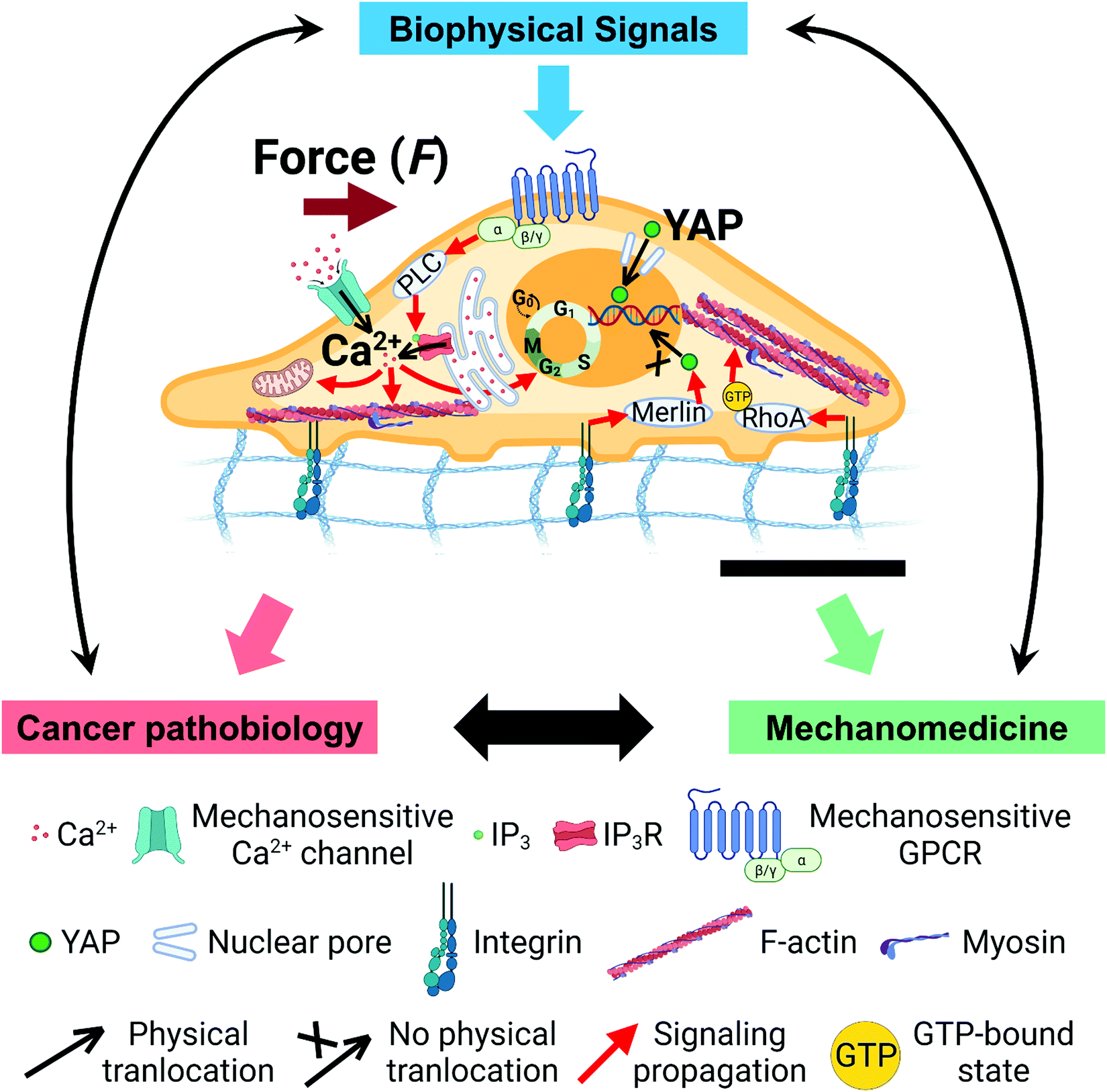 calcium and ip3 in signaling pathways