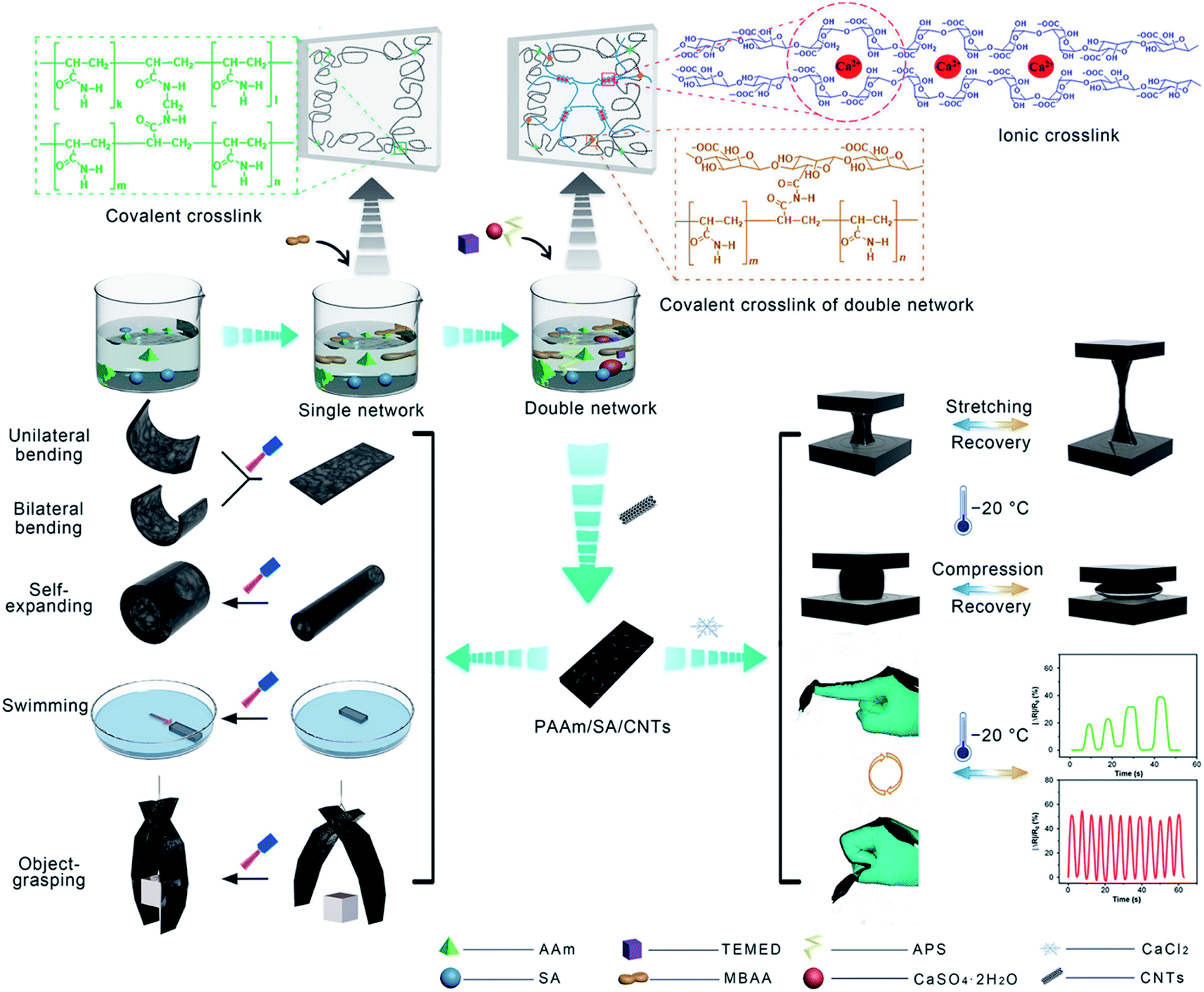 Double network hydrogels for energy/environmental applications 