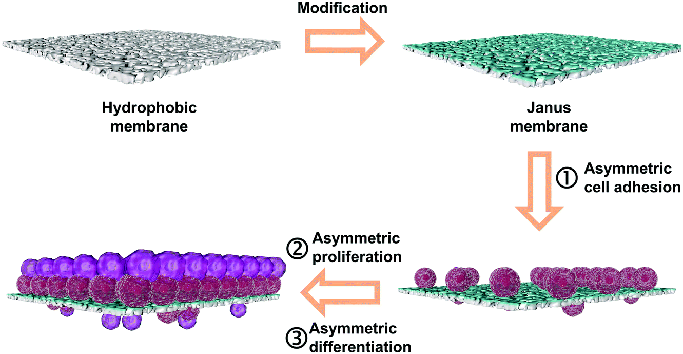 Janus membranes with asymmetric cellular adhesion behaviors for 