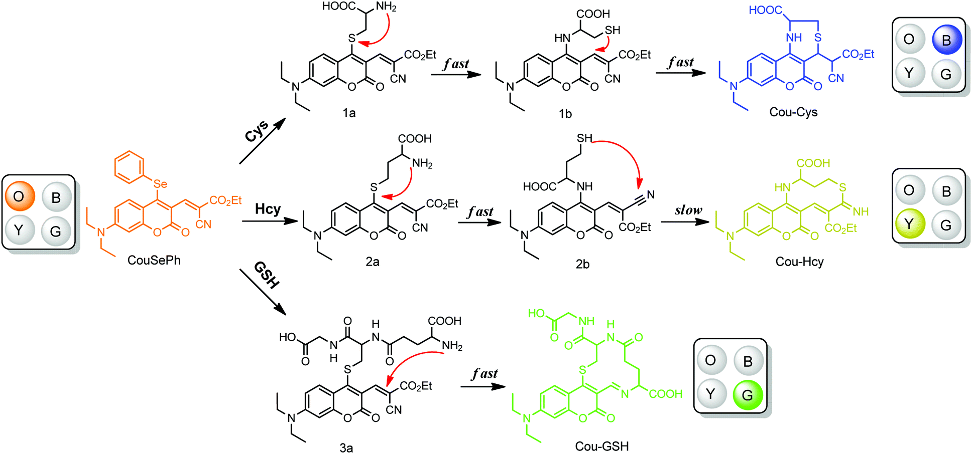 A coumarin-based fluorescent probe with 4-phenylselenium as the 