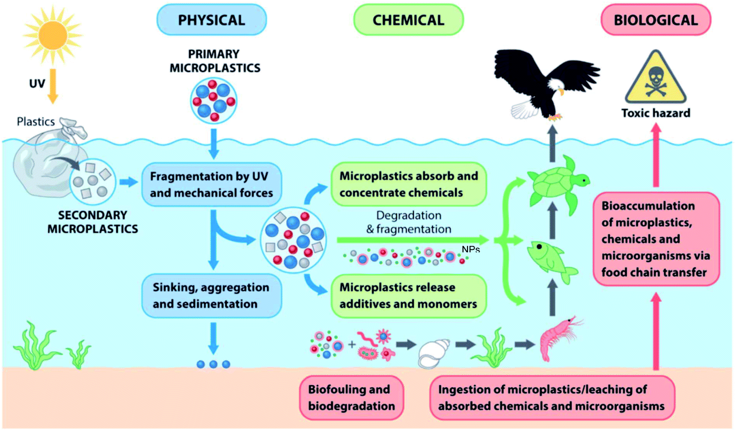 Cutting Boards Leach Microplastics into Food: Study