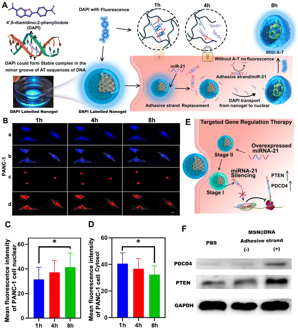 Selfassembly of DNA nanogels with endogenous microRNA toehold self