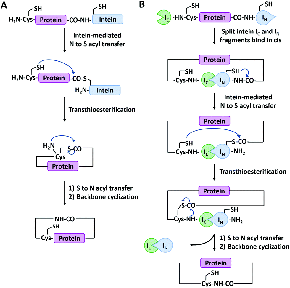 Peptide/protein-based macrocycles: from biological synthesis to ...