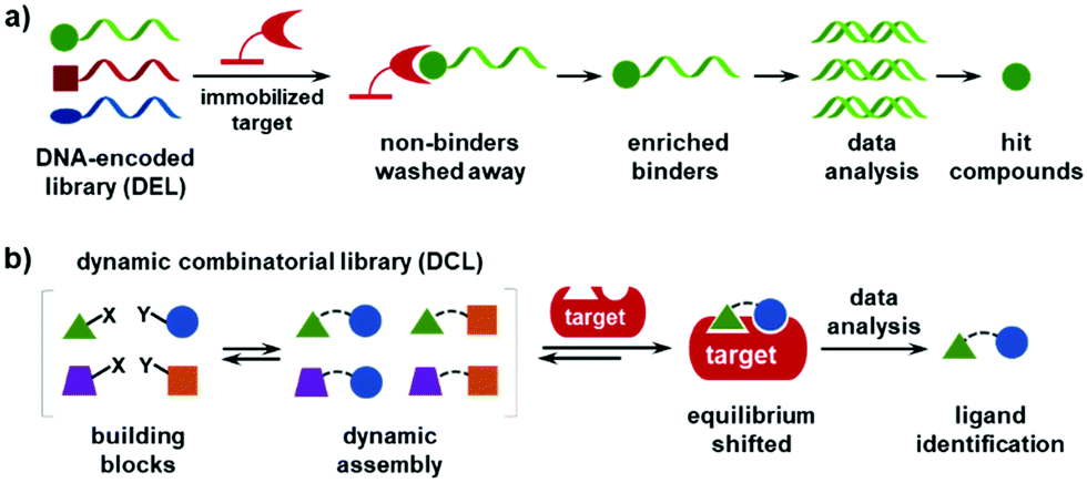 Recent advances in DNA-encoded dynamic libraries - RSC Chemical Biology ...