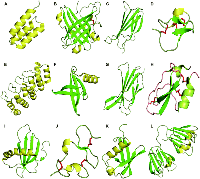 Protein scaffolds antibody alternatives for cancer diagnosis and