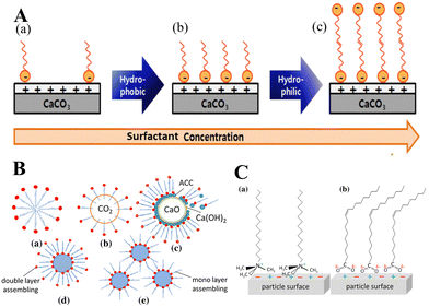 Calcium Carbonate: Controlled Synthesis, Surface Functionalization, And ...