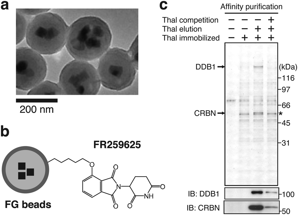 Discovery of CRBN as a target of thalidomide: a breakthrough for ...