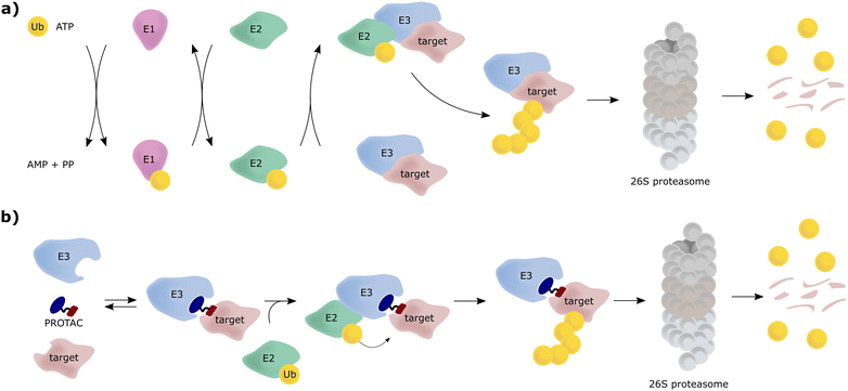 Discovery of small molecule ligands for the von Hippel-Lindau (VHL) E3 ...