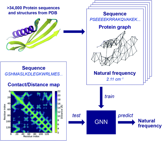 Rapid prediction of protein natural frequencies using graph neural