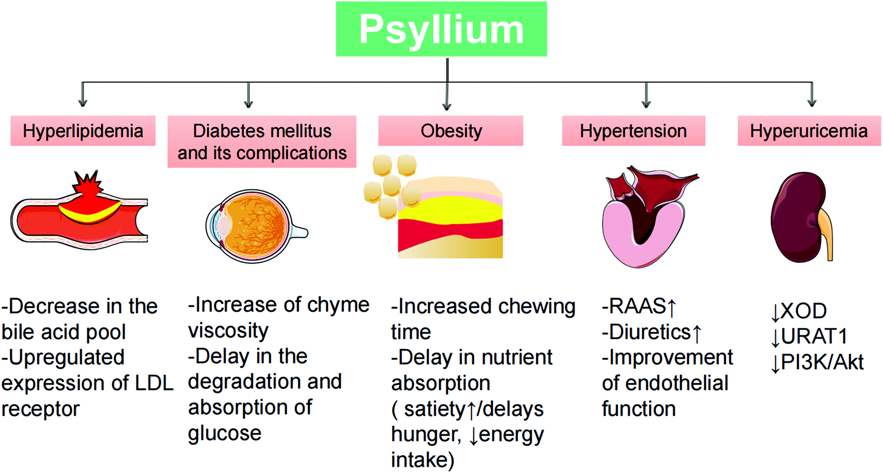 Beneficial effects of psyllium on the prevention and treatment of