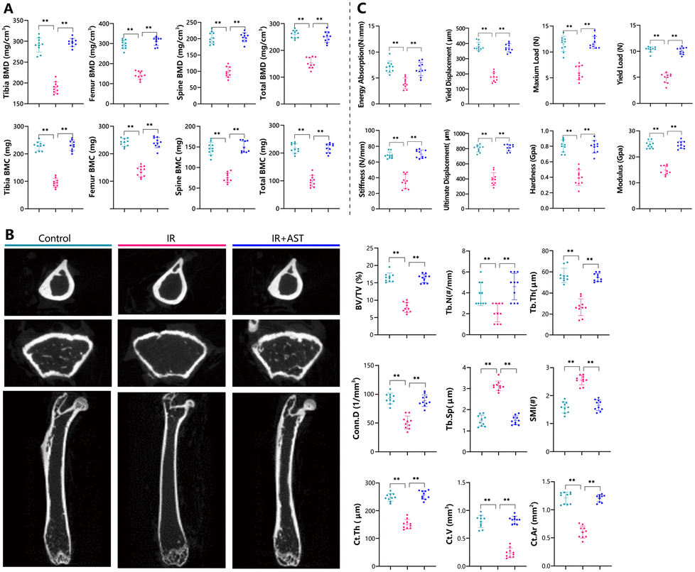 Astaxanthin attenuates irradiationinduced osteoporosis in mice by