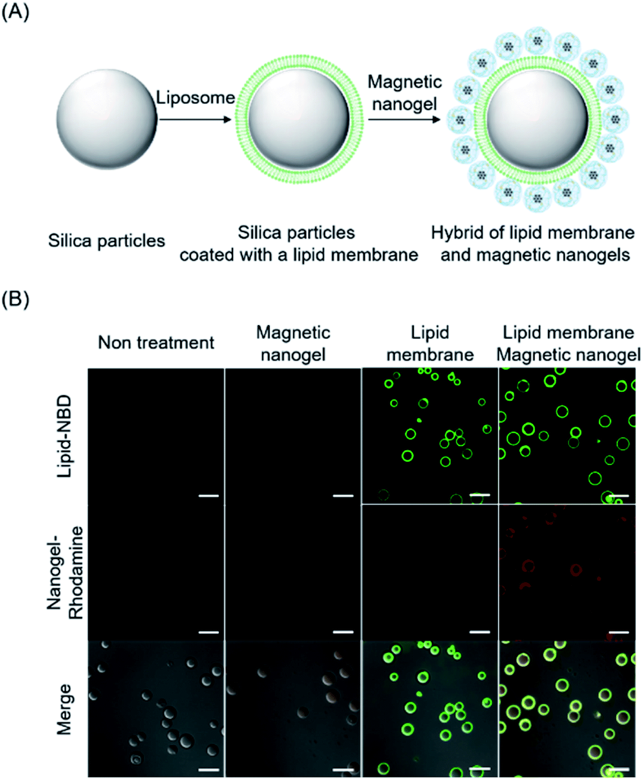 Reversible Conjugation Of Biomembrane Vesicles With Magnetic