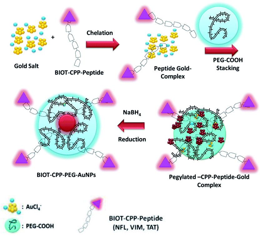 Cell penetrating peptide (CPP) gold( iii ) – complex – bioconjugates ...