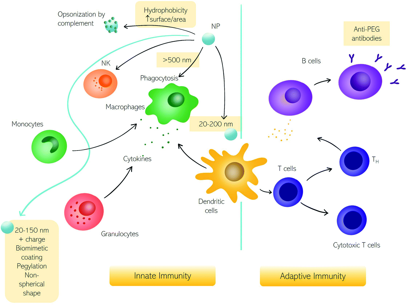 Tuning the immune system by nanoparticle–biomolecular corona ...