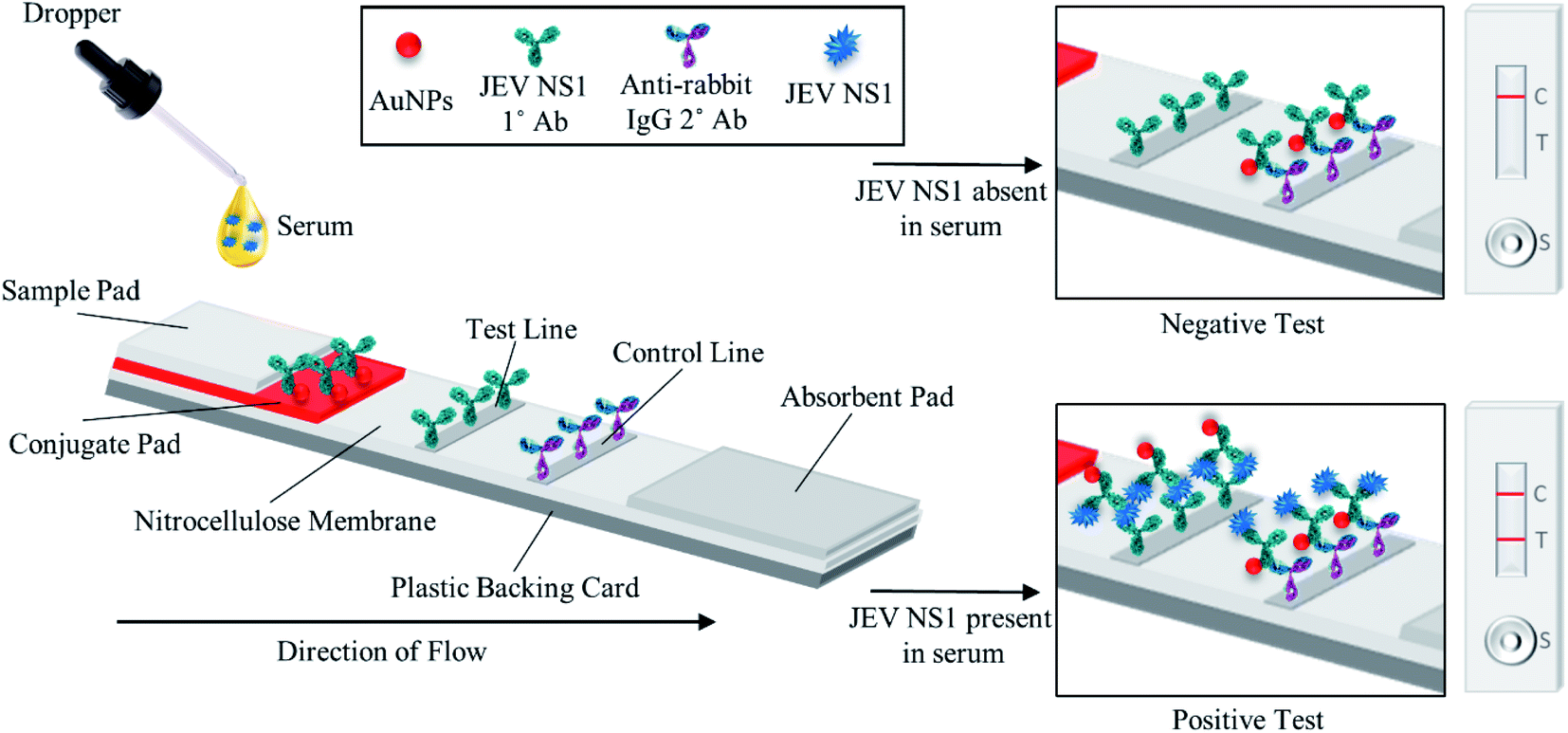 Immuno Chromatic Probe Based Lateral Flow Assay For Point Of Care Detection Of Japanese