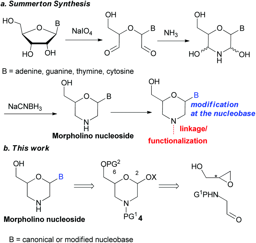 Synthesis of morpholino nucleosides starting from enantiopure glycidol ...