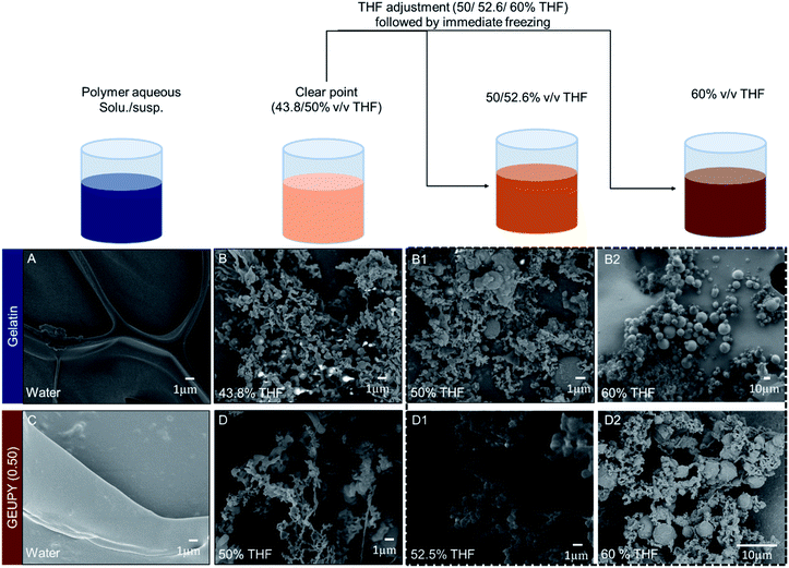 Synthesis and fabrication of gelatinbased elastomeric hydrogels