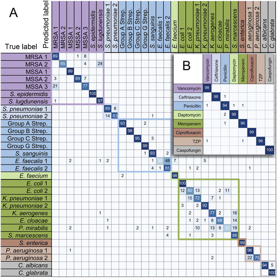 RamanNet: a lightweight convolutional neural network for bacterial ...