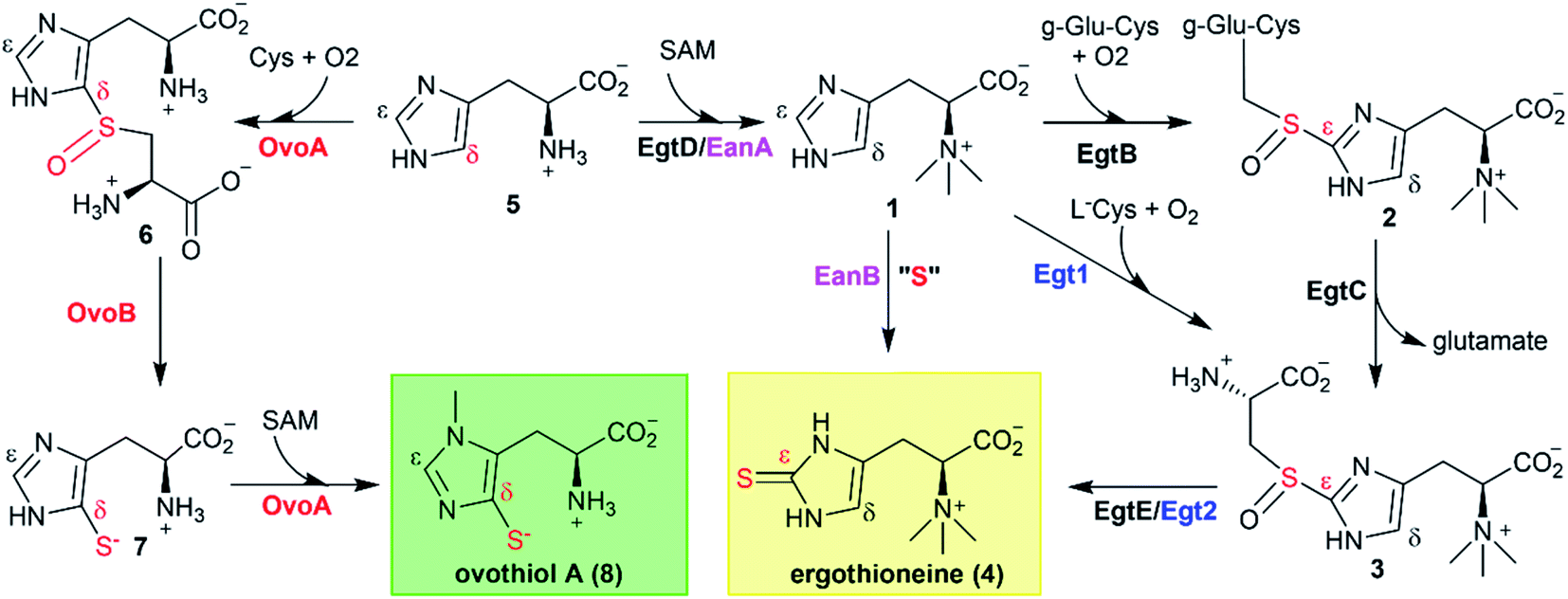 ovoa-mtht-from-methyloversatilis-thermotolerans-ovothiol-biosynthesis