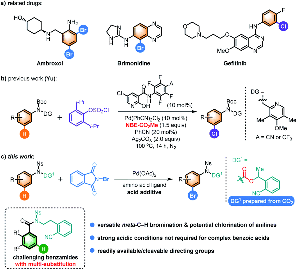 Pd( ii )catalyzed meta CH bromination and chlorination of aniline