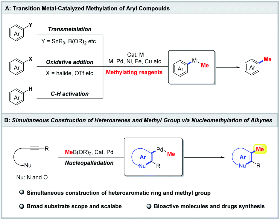 Palladium Catalyzed Nucleomethylation Of Alkynes For Synthesis Of Methylated Heteroaromatic 1877