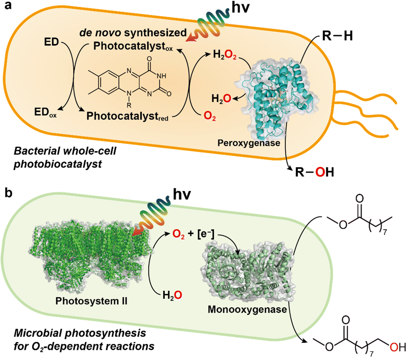 Light-driven Biocatalytic Oxidation - Chemical Science (RSC Publishing ...