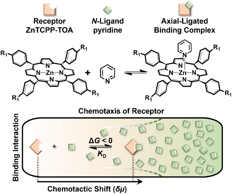 Ligandbinding assay based on microfluidic chemotaxis of porphyrin
