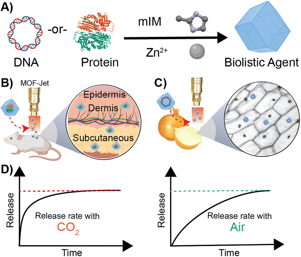 Carrier Gas Triggered Controlled Biolistic Delivery Of DNA And Protein ...