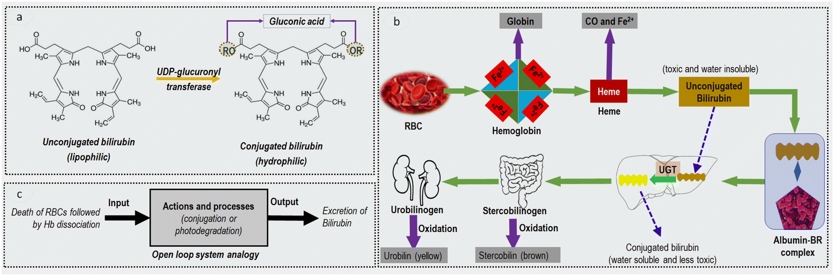 70 years of bilirubin sensing towards the pointofcare bilirubin