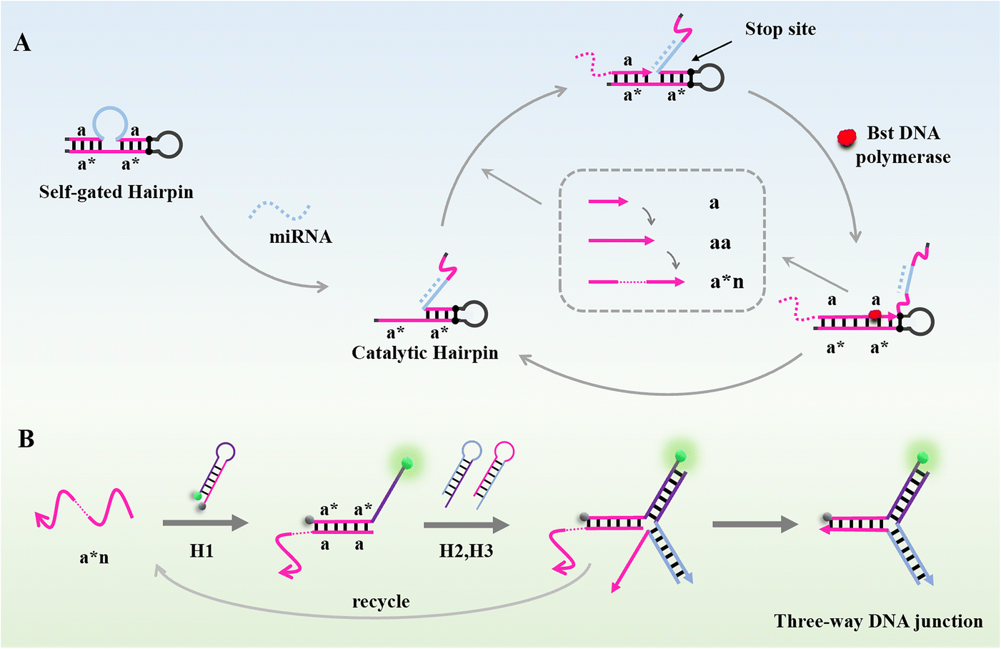 A sensitive isothermal fluorescence biosensor for microRNA detection