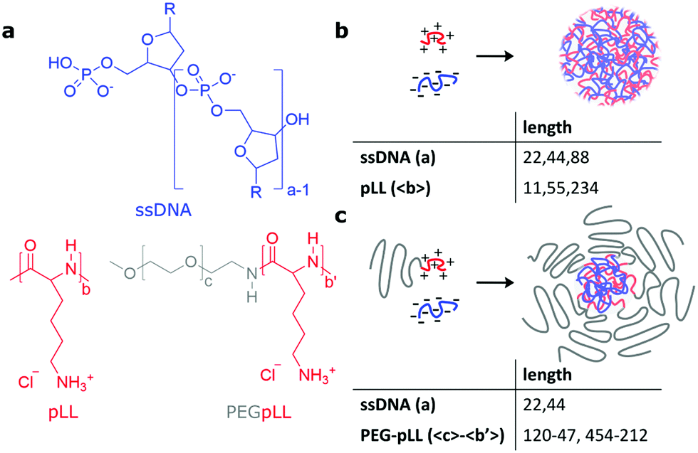 DNA Dynamics In Complex Coacervate Droplets And Micelles - Soft Matter ...