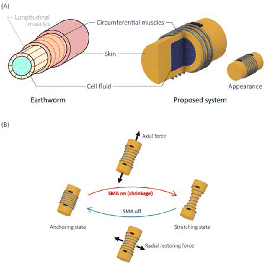 A 3D printed hydrostatic skeleton for an earthworminspired soft