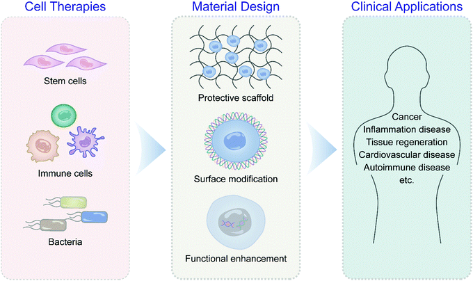 Recent Advances In Biomaterial-assisted Cell Therapy - Journal Of ...