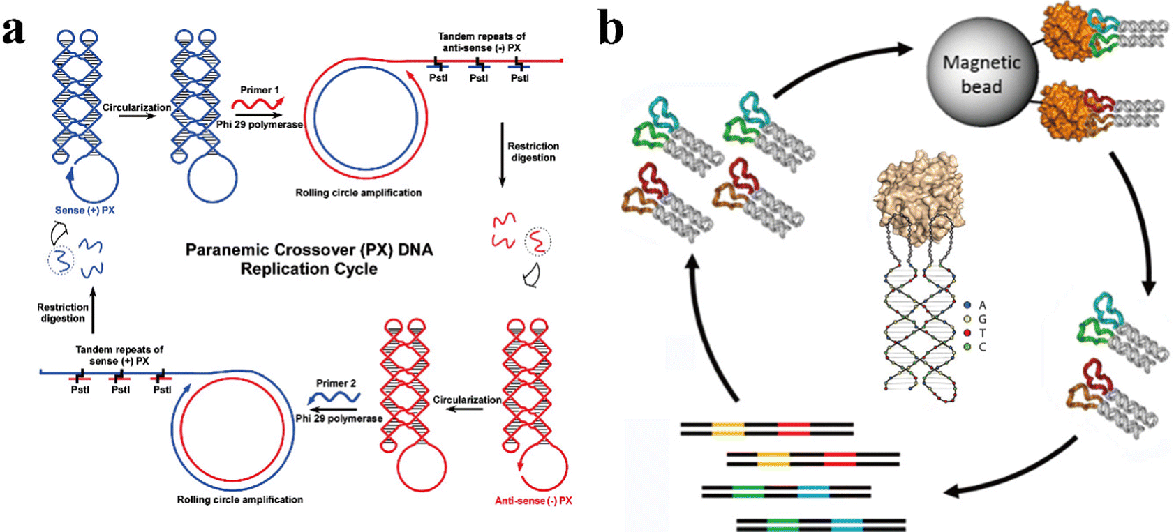 Nucleic Acid Paranemic Structures: A Promising Building Block For ...