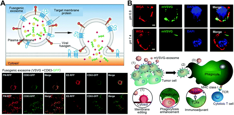 Membrane-fusogenic Biomimetic Particles: A New Bioengineering Tool ...