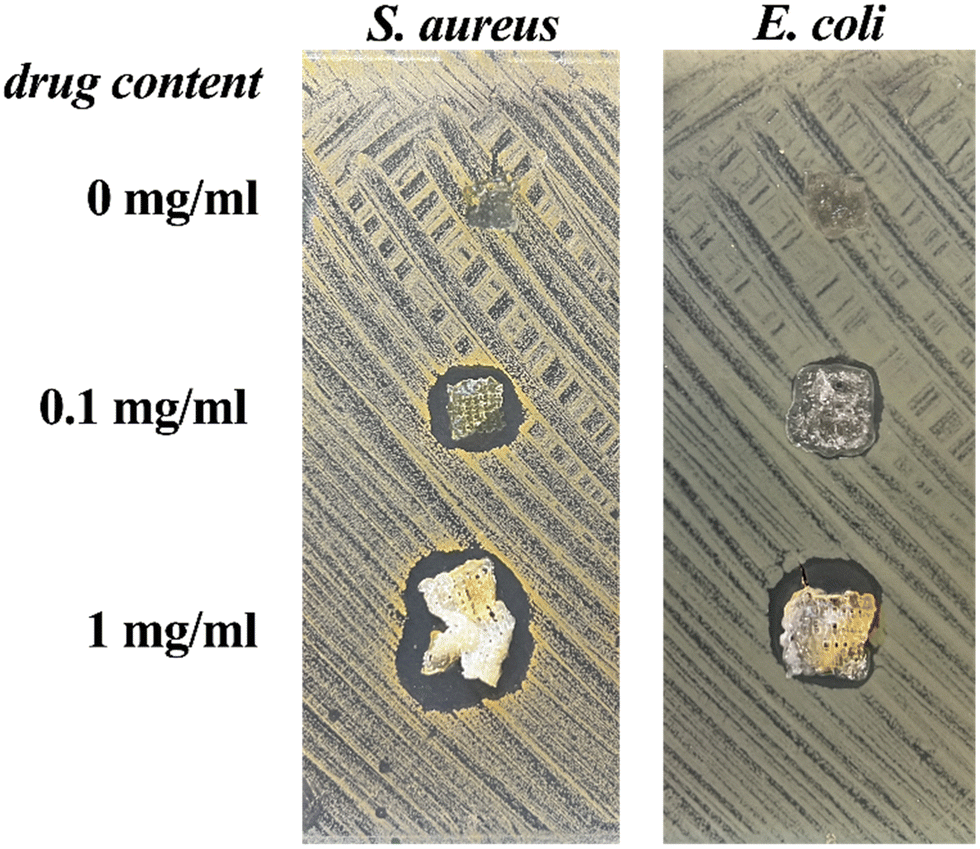 Development Of A New 3D Bioprinted Antibiotic Delivery System Based On ...