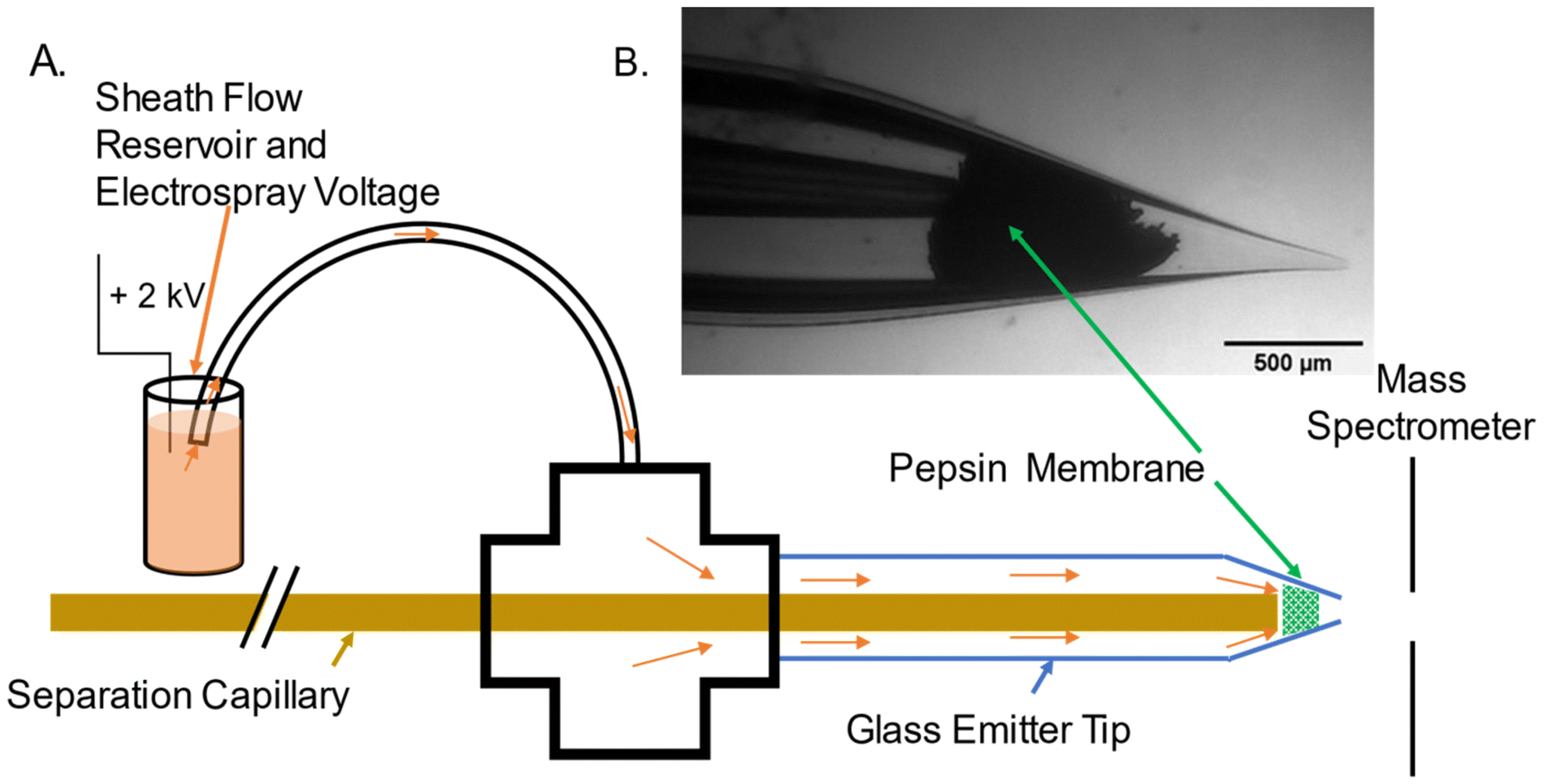 Online protein digestion in membranes between capillary