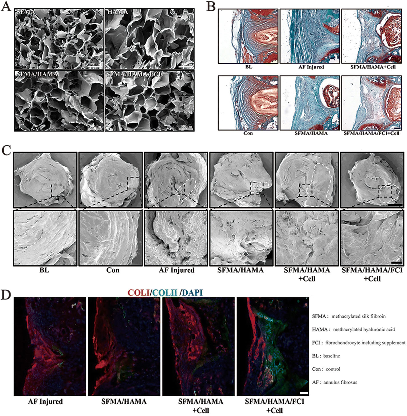 Bi-layer silk fibroin skeleton and bladder acellular matrix hydrogel  encapsulating adipose-derived stem cells for bladder reconstruction -  Biomaterials Science (RSC Publishing)