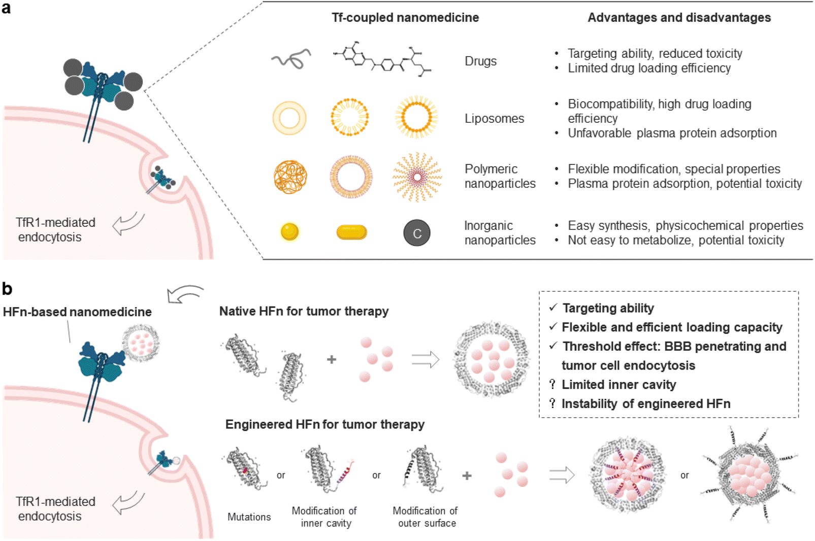 Transferrin receptor 1 targeted nanomedicine for brain tumor Transferrin receptor 1 targeted nanomedicine for brain tumor