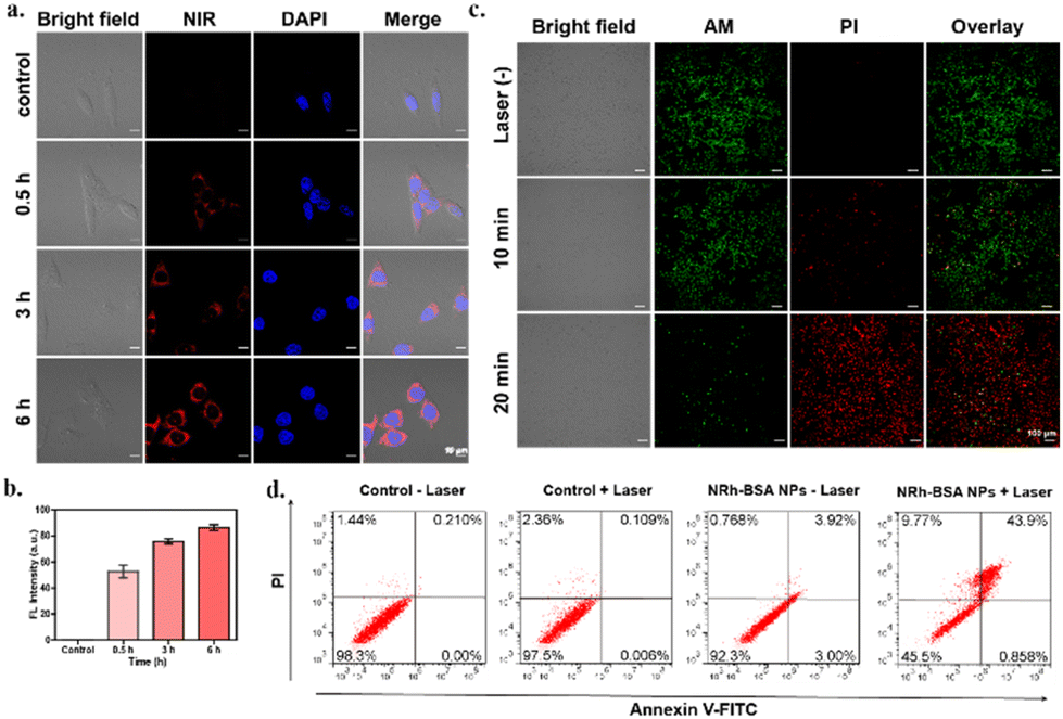 Albumin-based near-infrared phototheranostics for frequency